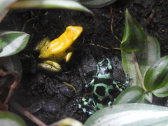 Phyllobates terribilis