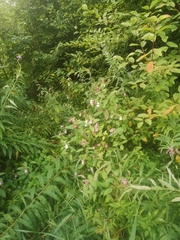 Impatiens glandulifera