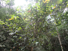 Pseudosalacia streyi