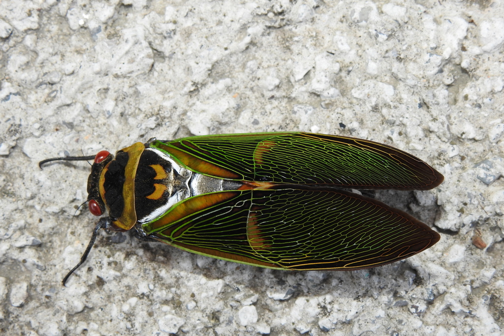 Polyneura cheni