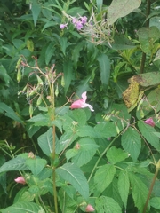 Impatiens glandulifera