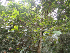 Pseudosalacia streyi