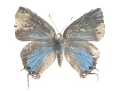 Camissecla charichlorus