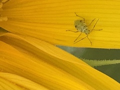 Liocoris tripustulatus