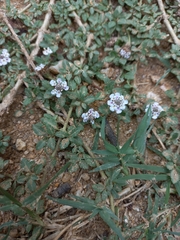 Phyla nodiflora minor