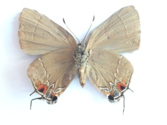 Camissecla charichlorus
