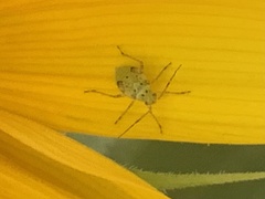 Liocoris tripustulatus