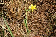 Ranunculus flammula ovalis