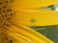 Liocoris tripustulatus