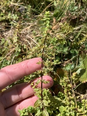 Cruciata glabra