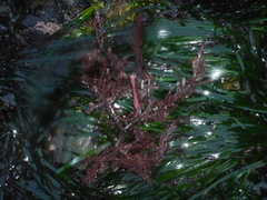 Neoptilota densa
