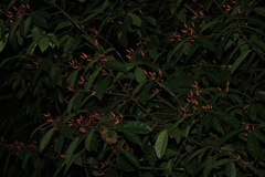 Symplocos macrophylla rosea