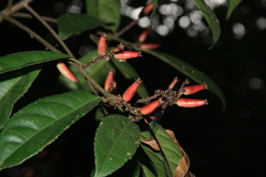 Symplocos macrophylla rosea