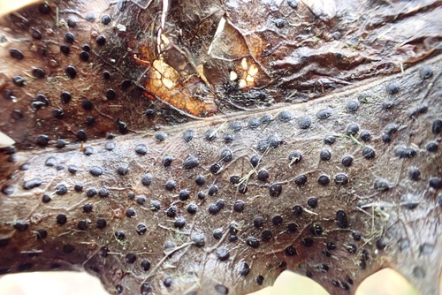 Phacidium lauri