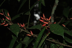 Symplocos macrophylla rosea