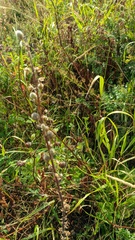Verbascum spectabile