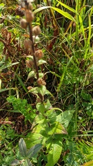 Verbascum spectabile