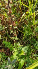 Verbascum spectabile