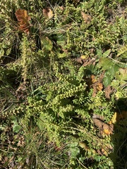 Cruciata glabra