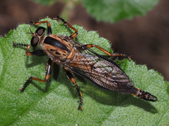 Synolcus dubius