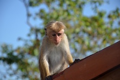 Macaca sinica
