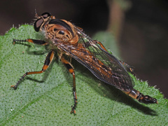 Synolcus dubius