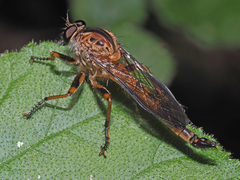 Synolcus dubius