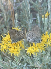 Satyrium behrii