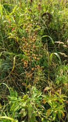 Scrophularia scopolii