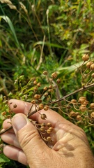 Scrophularia scopolii