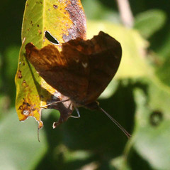Eurytela dryope