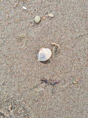 Cerastoderma glaucum