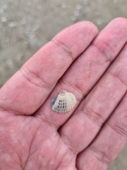 Cerastoderma glaucum