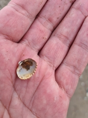 Cerastoderma glaucum