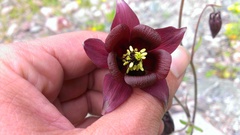 Aquilegia atrovinosa