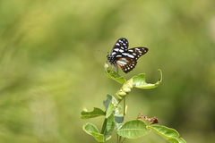 Graphium leonidas