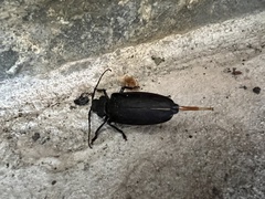 Rhaesus serricollis
