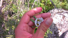 Codonopsis clematidea