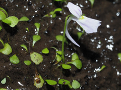 Utricularia sandersonii