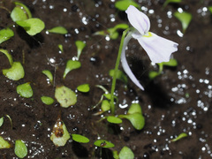 Utricularia sandersonii