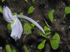 Utricularia sandersonii