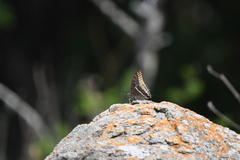 Charaxes epijasius