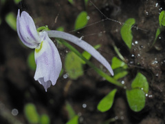 Utricularia sandersonii