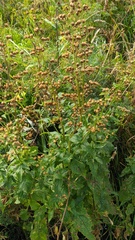 Scrophularia scopolii