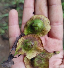 Pterocarpus marsupium