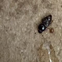 Carpophilus hemipterus