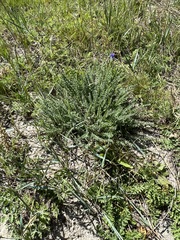 Oxytropis microphylla