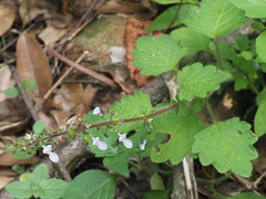 Coleus grandidentatus