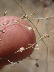 Eriogonum parishii