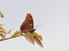 Charaxes lactetinctus